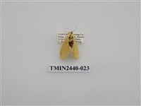 藏品(巨橙苔蛾)的圖片